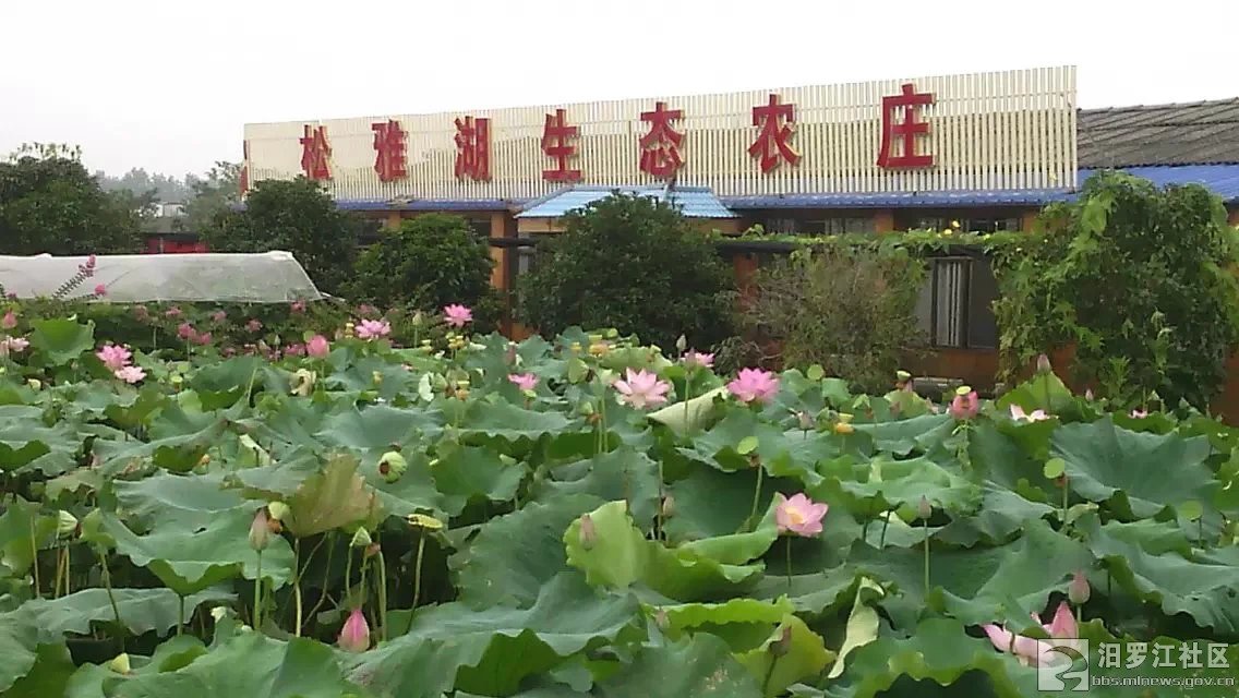 松雅湖5.jpg