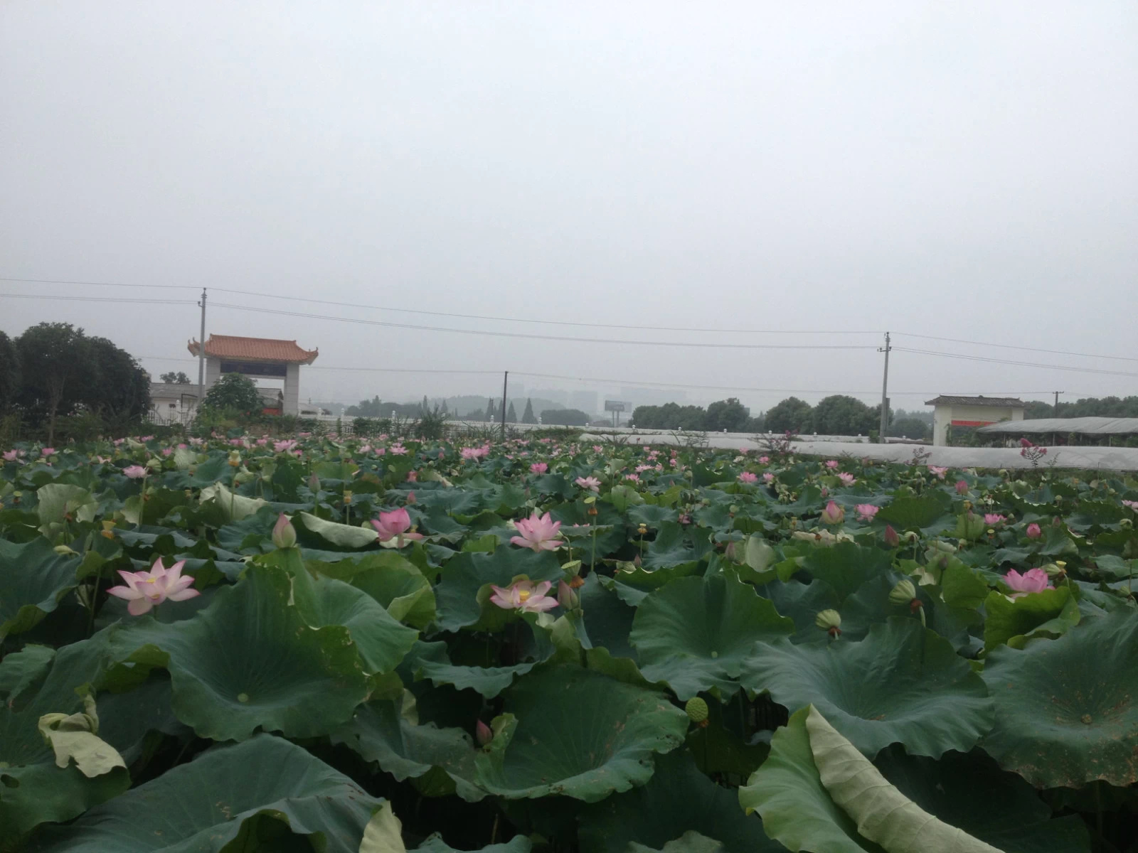 松雅湖2.jpg