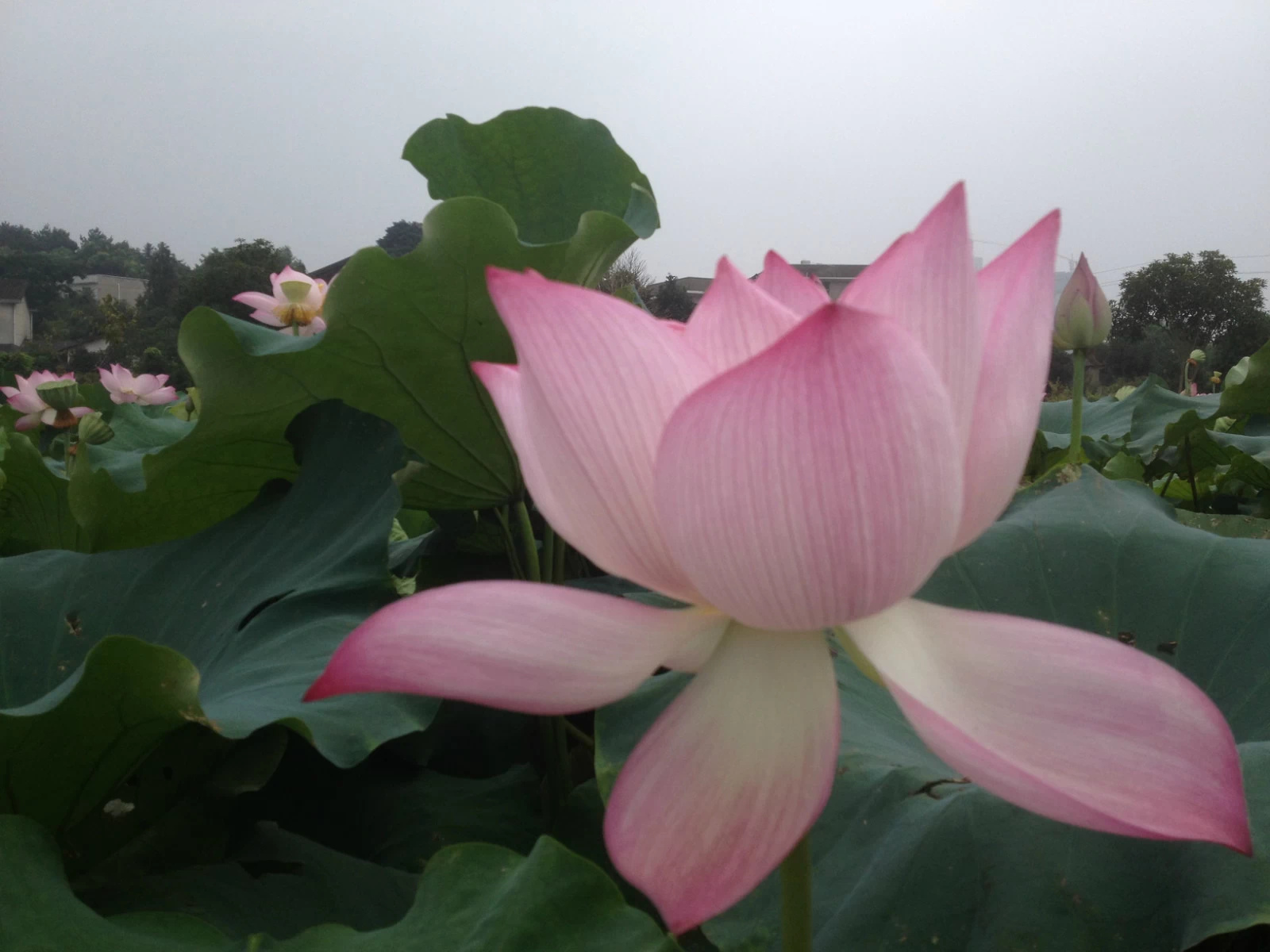 松雅湖3.jpg