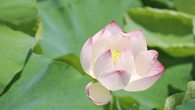 t010af30ddf5a7954ec.gif