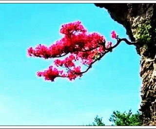 绝壁飞花（题图）