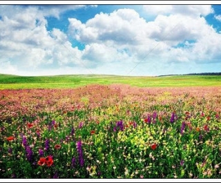 风流子·芒种时节