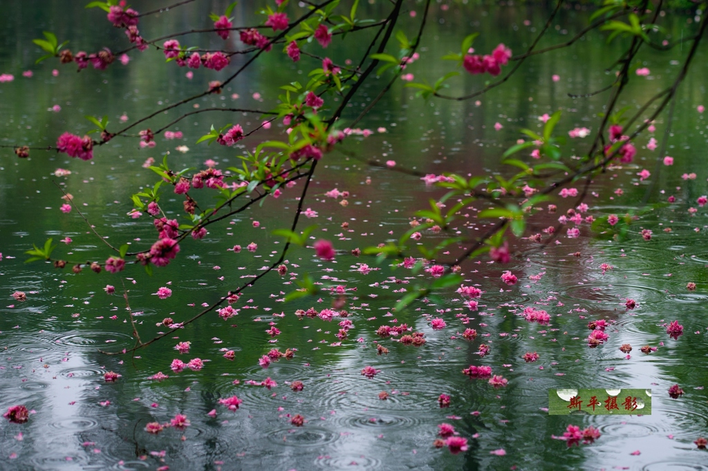 昨日繁花.jpg