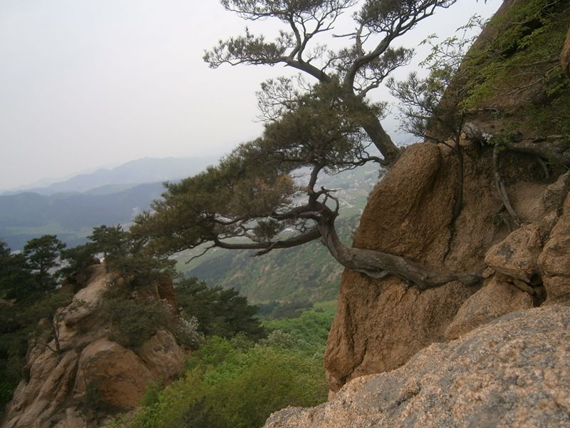石罅松01.jpg