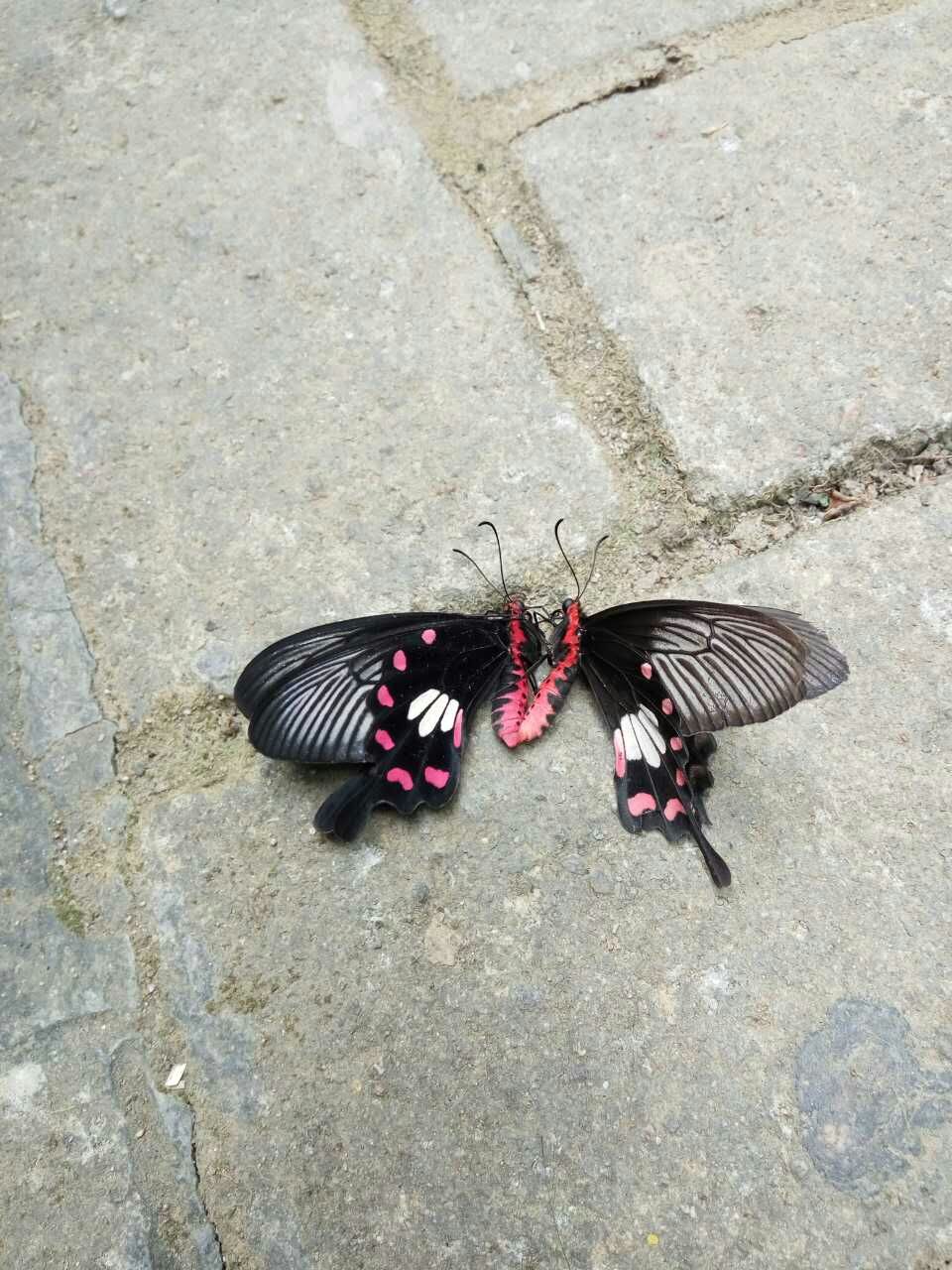 蝴蝶03.jpg