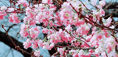 7.gif