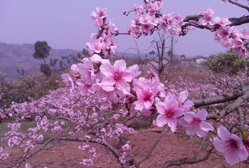 14012670735961amqty.jpg桃花诗歌.jpg