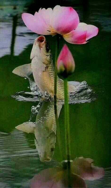 150058bow6tfkbfrk2bo21.jpg
