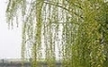 151604n1110agdamau9p4p.jpg.thumb.jpg