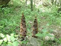 p26666601.webp.jpg