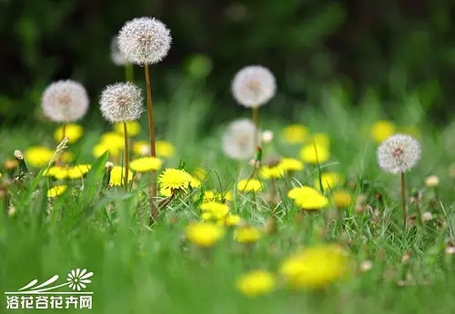 p46486624.webp.jpg