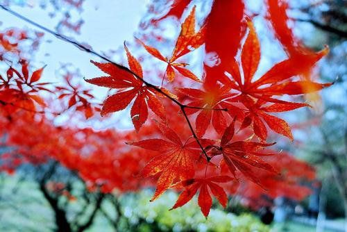 捣练子 秋-1.jpg