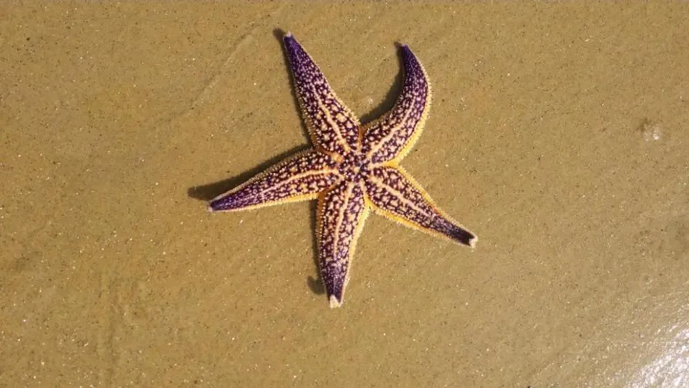 救救海星，它们好不容易才入侵中国一次，转眼就被吃光了-1.jpg