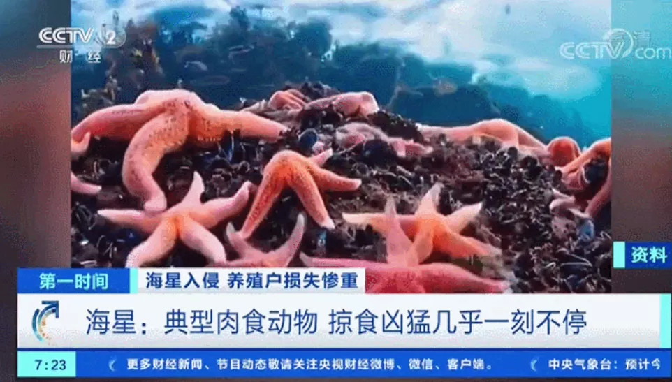 救救海星，它们好不容易才入侵中国一次，转眼就被吃光了-3.jpg
