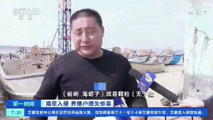 救救海星，它们好不容易才入侵中国一次，转眼就被吃光了-4.jpg