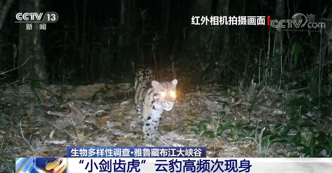 探秘地球秘境雅鲁藏布江大峡谷 各种或神秘或稀有的动物...-3.jpg