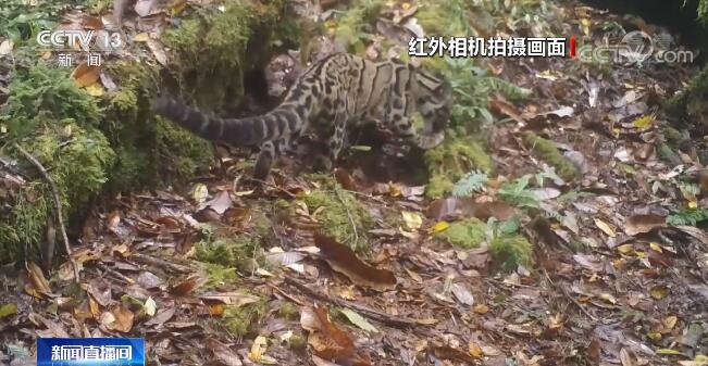 探秘地球秘境雅鲁藏布江大峡谷 各种或神秘或稀有的动物...-4.jpg