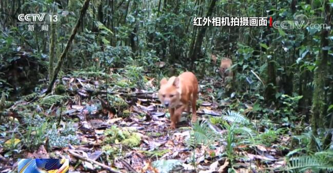 探秘地球秘境雅鲁藏布江大峡谷 各种或神秘或稀有的动物...-6.jpg
