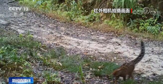 探秘地球秘境雅鲁藏布江大峡谷 各种或神秘或稀有的动物...-9.jpg