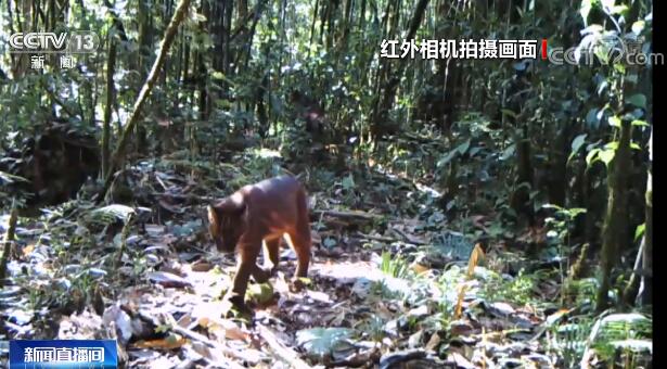 探秘地球秘境雅鲁藏布江大峡谷 各种或神秘或稀有的动物...-8.jpg