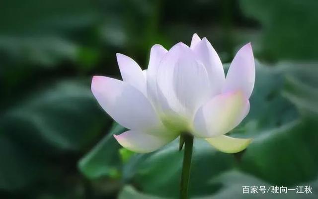 谈谈诗与词的用语，为何不宜以“诗语”填词，不宜以“...-7.jpg
