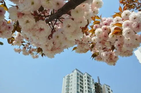 城里春天.jpg