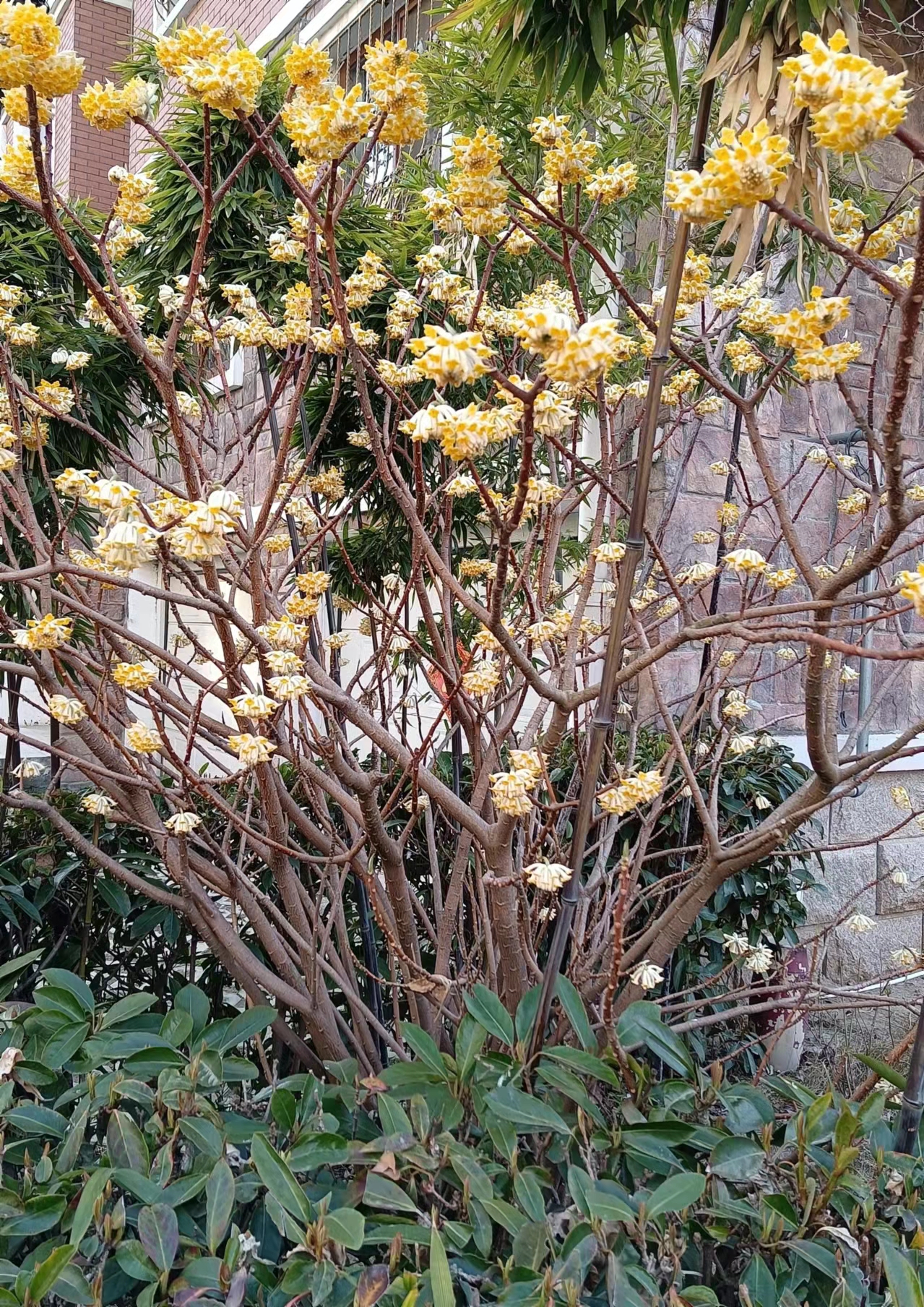 结香花.jpg