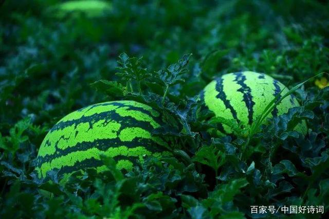 「诗词鉴赏」盛夏 尝一口诗词里的西瓜，人齿便有冰雪声-13.jpg