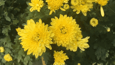 t01bf96d5ded3199c69.gif