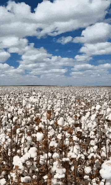 t019d81fb9d7c5cbfc3.gif