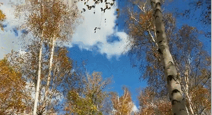0133e497043548dcbc4c1d6bb297b90e.gif