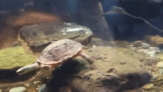 330c2d21d207430c9f65aefe47185e9d (1).gif