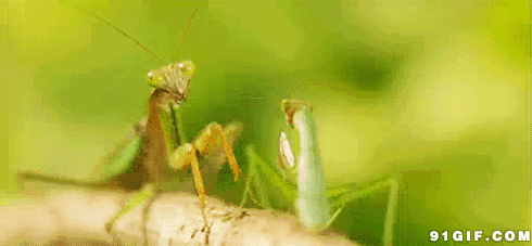 2015121316193226220.gif