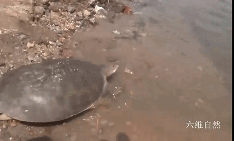2021_0509_3f5ea4e8g00qsuglz00yvc000dc0082m.gif