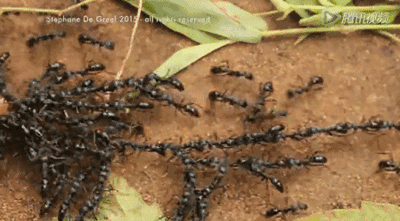 t01cdf3c153b6d49673.gif