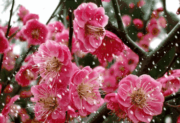 t019f38a264199c40cb.gif
