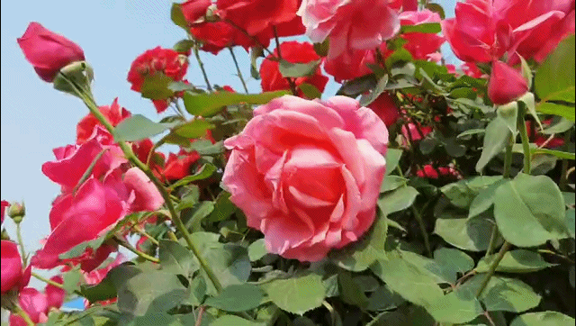 d7d7-isyparf6460414.gif
