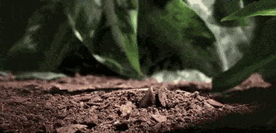f83178552ca8422fa89ac5f2699aff57.gif