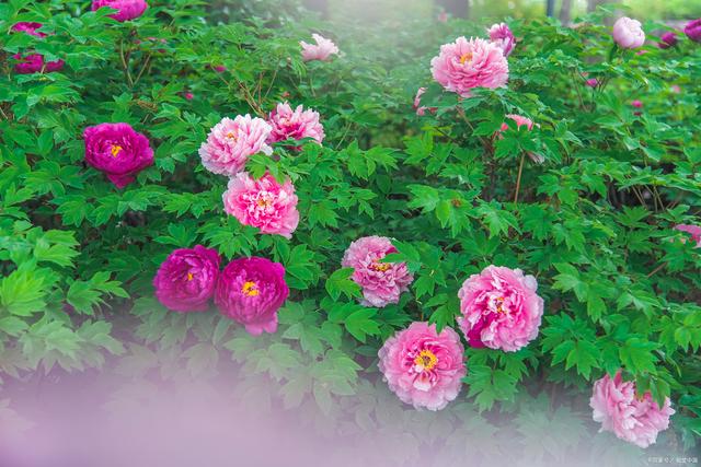 十首极美牡丹诗，唯有牡丹真国色，花开富贵，共赏一片...-6.jpg