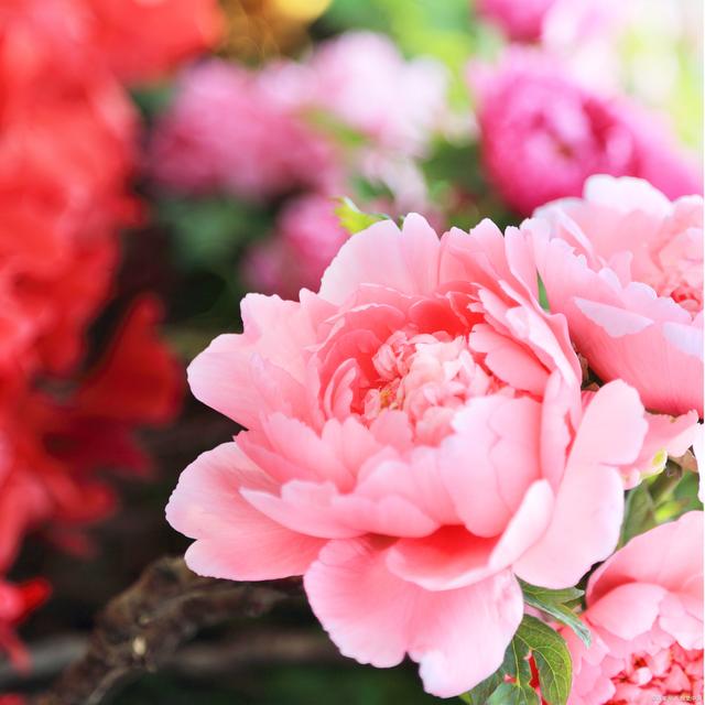 十首极美牡丹诗，唯有牡丹真国色，花开富贵，共赏一片...-8.jpg
