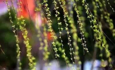 15种开在春天的花，15种春天里的诗意-6.jpg