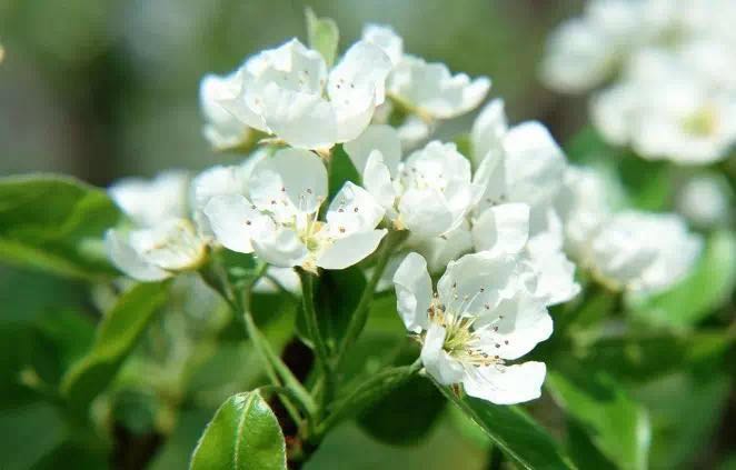 15种开在春天的花，15种春天里的诗意-14.jpg