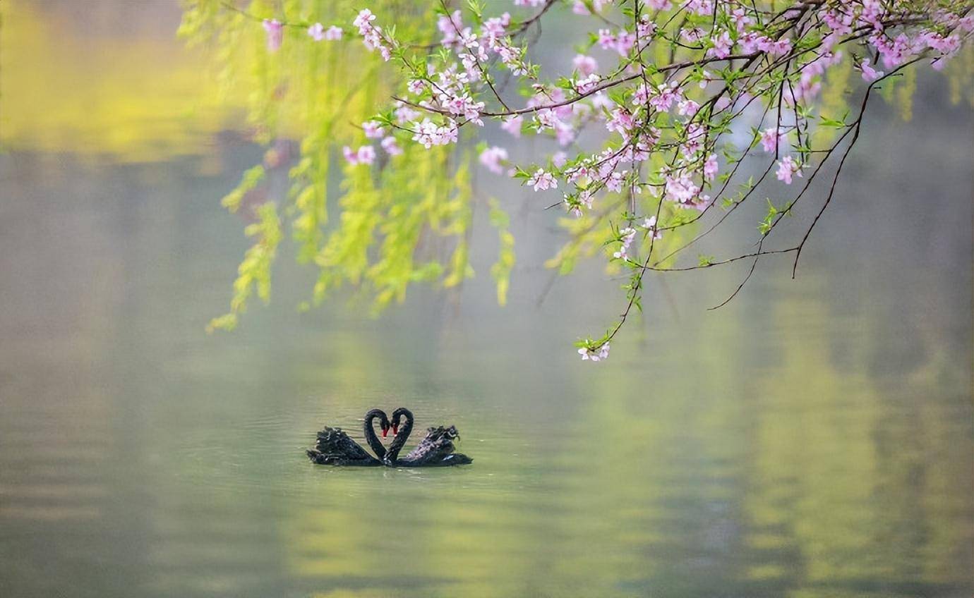 十五首《春日游》的诗词，春日游，韶光妍媚，海棠如醉...-2.jpeg