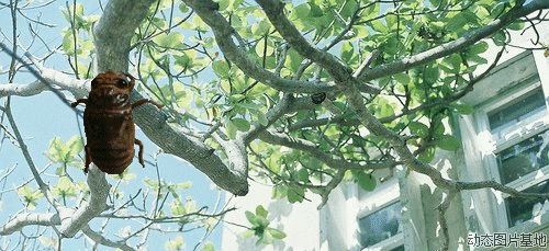 2387a987d99740378c0faa49bd7c4268.gif