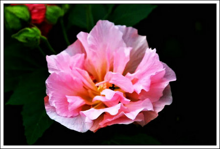 淡黄柳秋芙蓉.jpg
